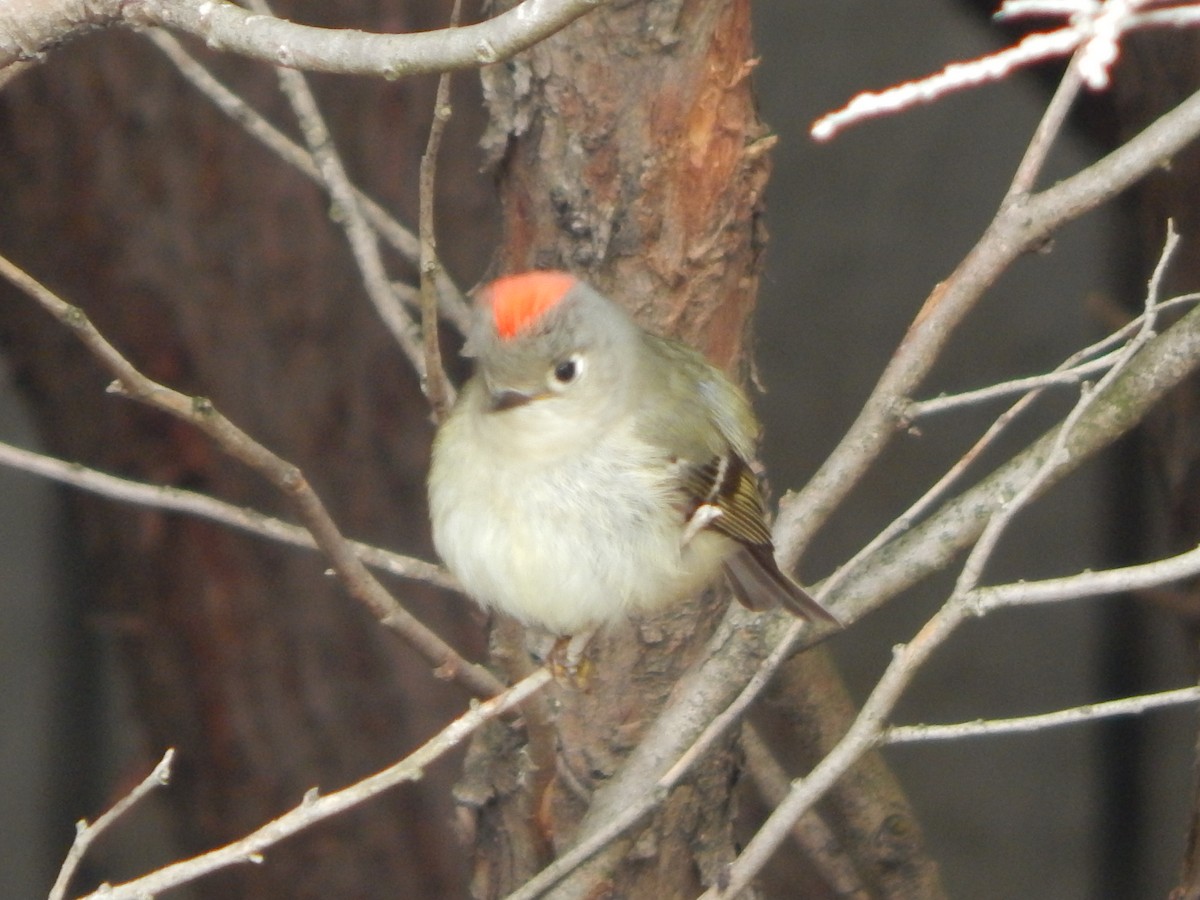 Ruby-crowned Kinglet - Massimo Antonelli