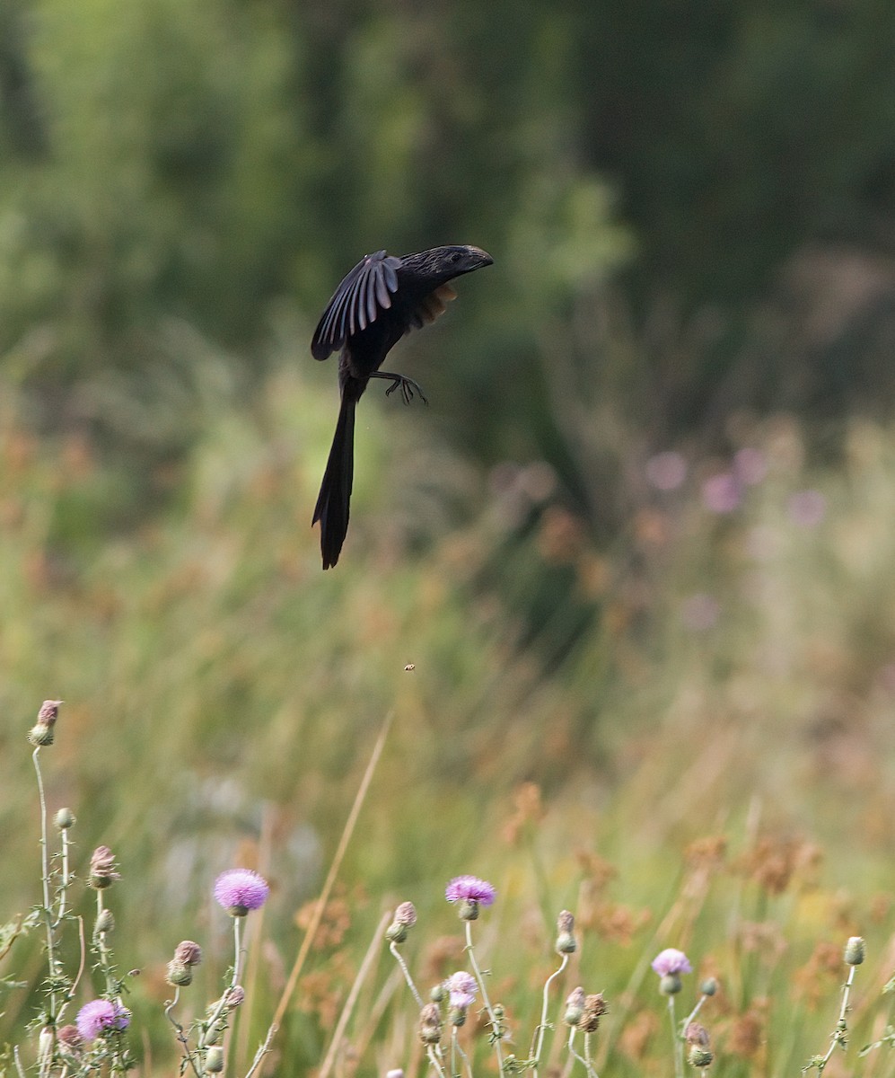 Groove-billed Ani - ML618556525