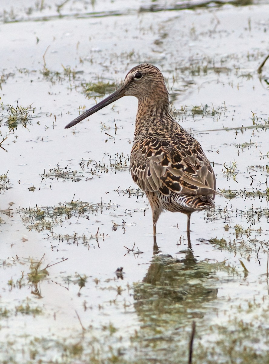 Long-billed Dowitcher - ML618556539