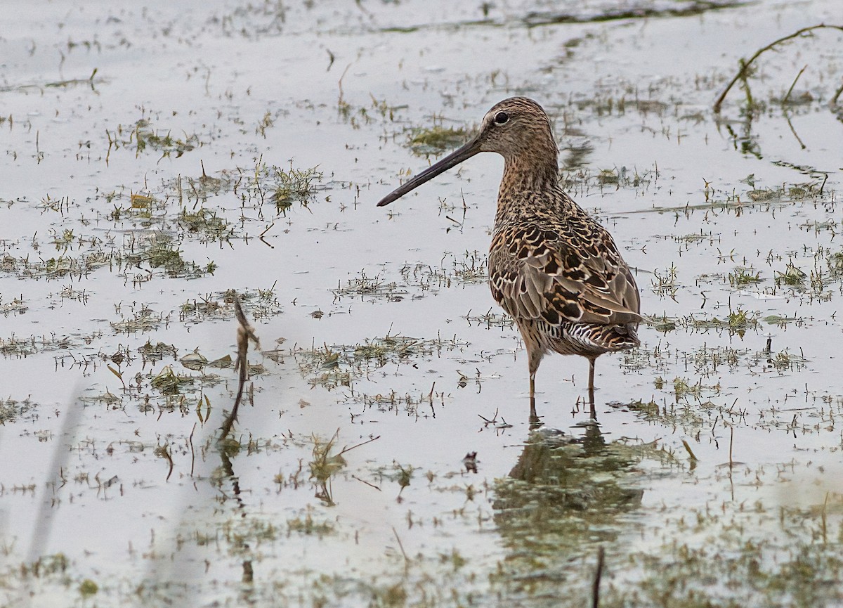 Long-billed Dowitcher - ML618556549