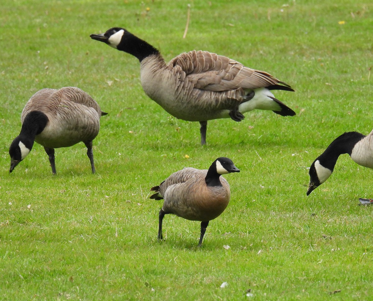 Cackling Goose - ML618556583