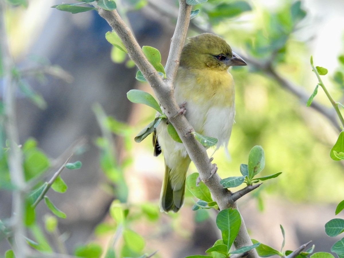 Village Weaver - ML618556607