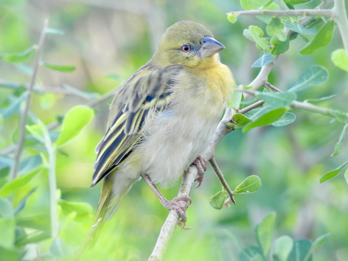 Village Weaver - ML618556608