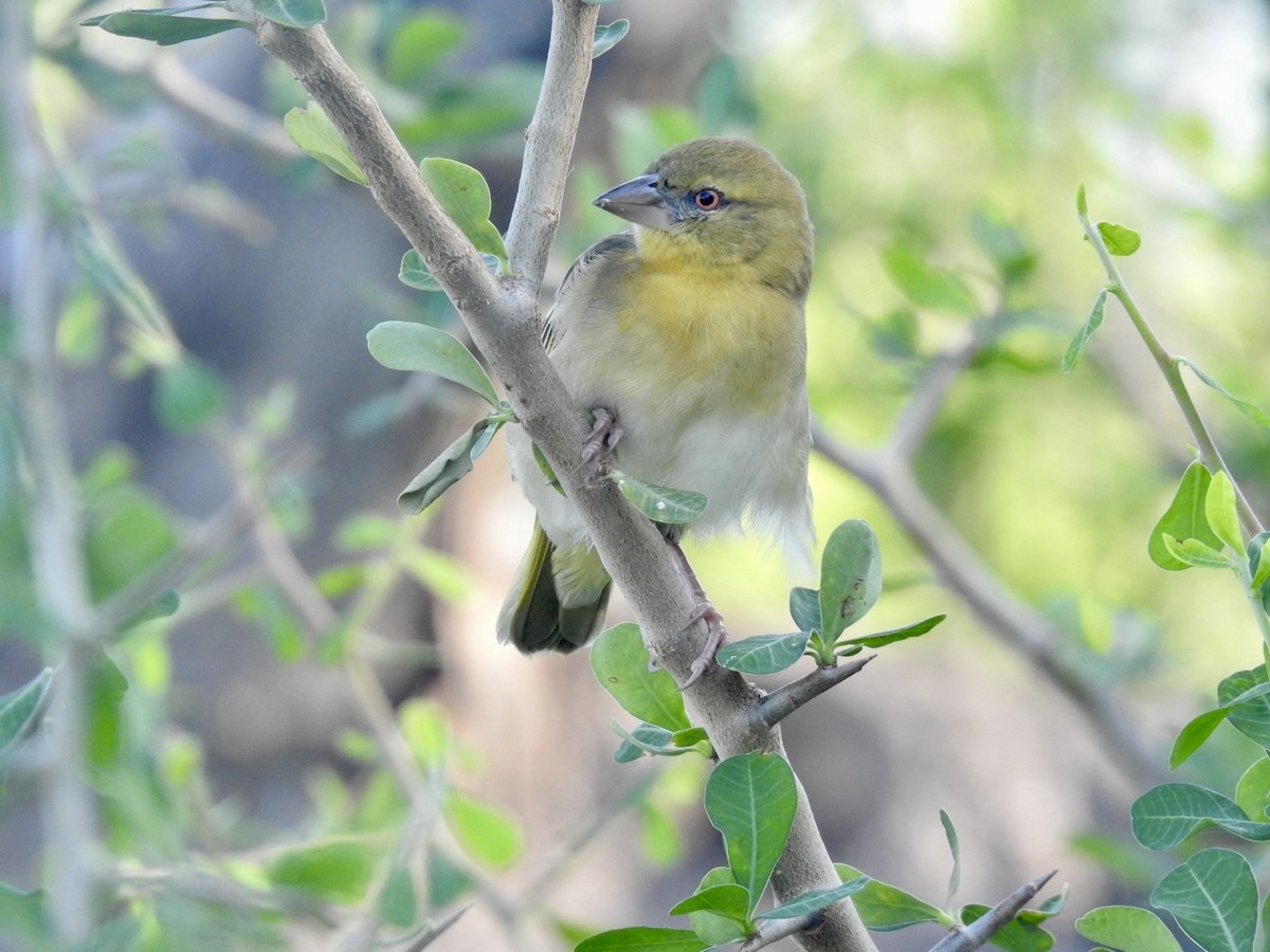 Village Weaver - ML618556609