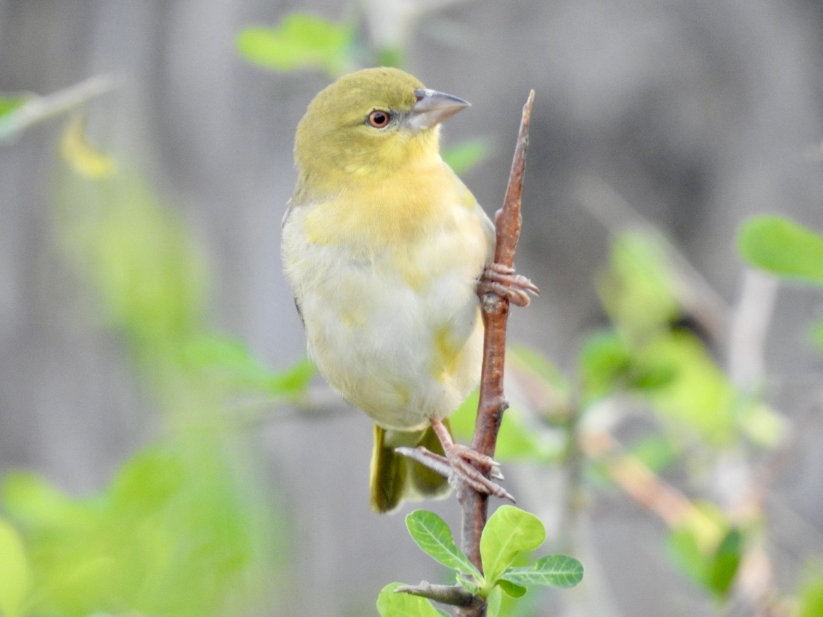 Village Weaver - ML618556610