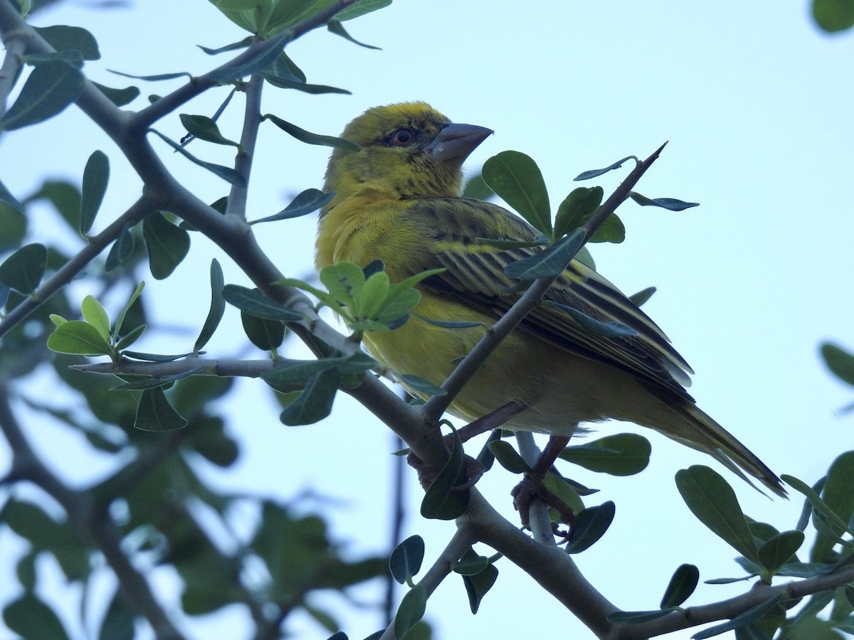 Village Weaver - Nick Odio