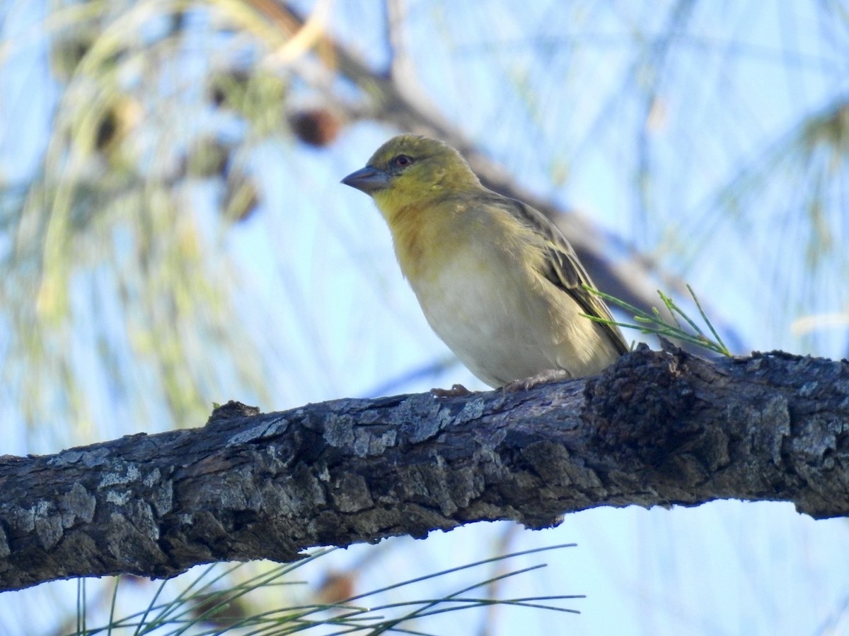 Village Weaver - ML618556612