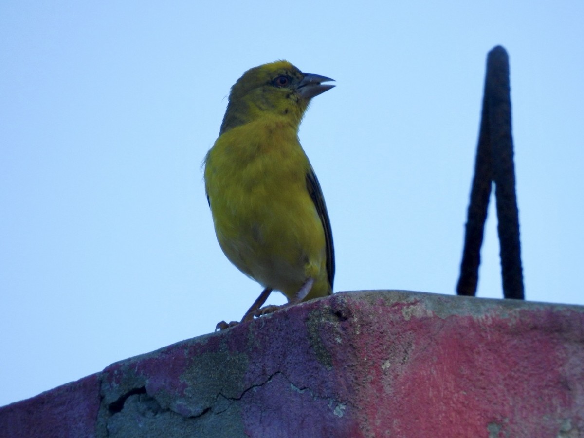 Village Weaver - ML618556613