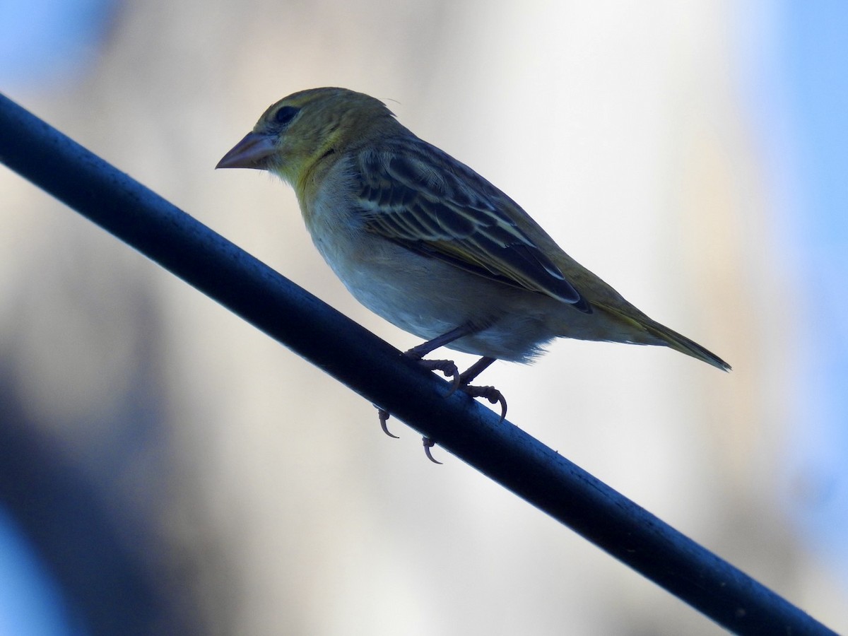 Village Weaver - ML618556615