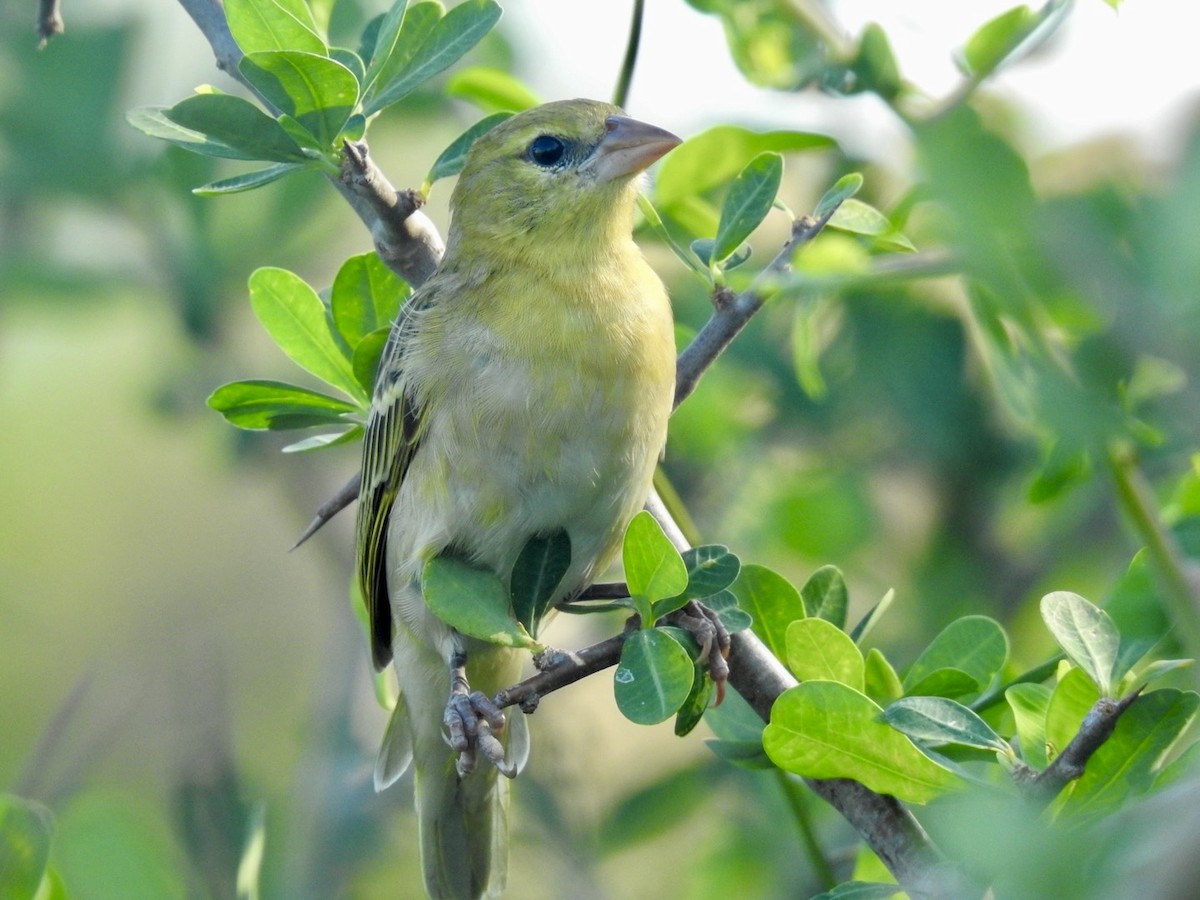 Village Weaver - Nick Odio