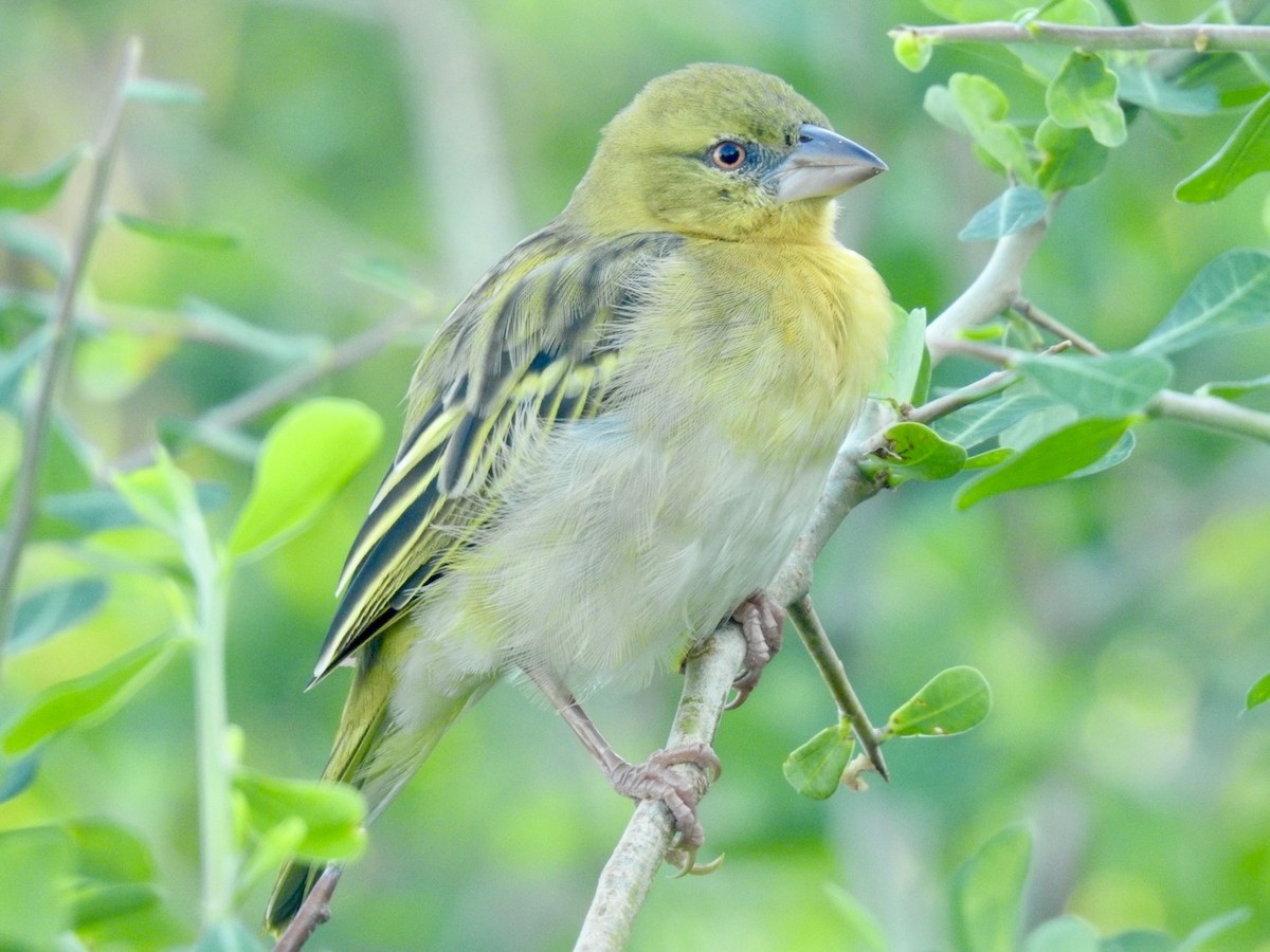 Village Weaver - ML618556619