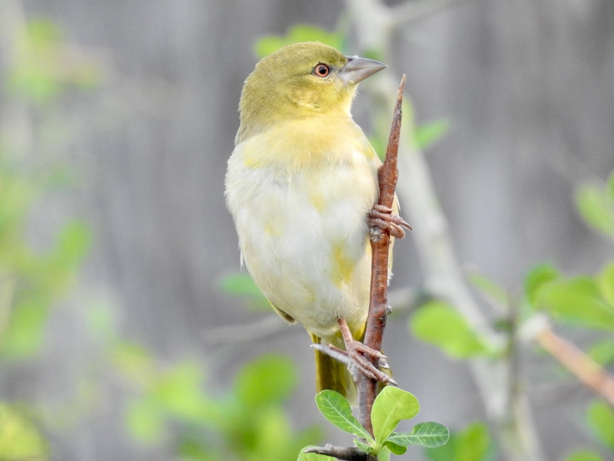 Village Weaver - ML618556620