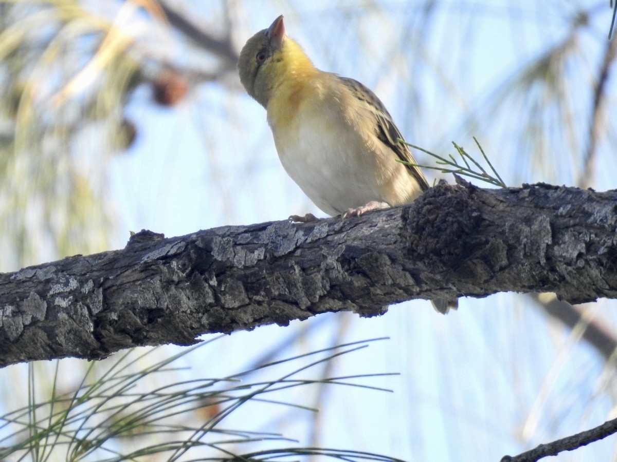 Village Weaver - Nick Odio