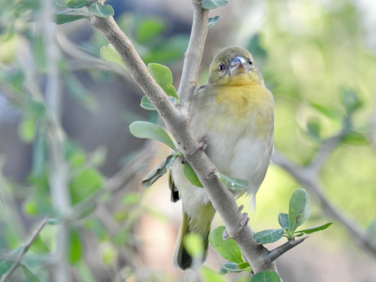 Village Weaver - ML618556623