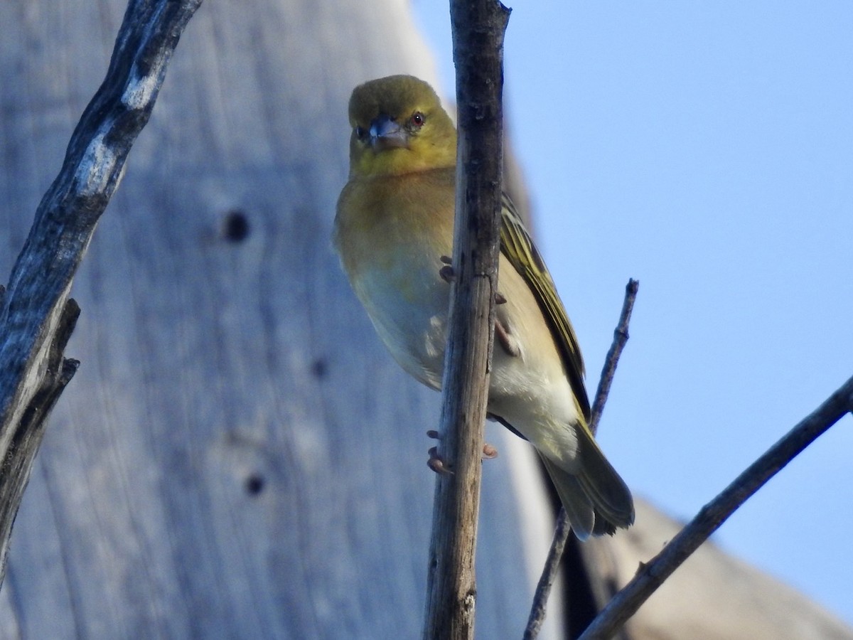 Village Weaver - Nick Odio