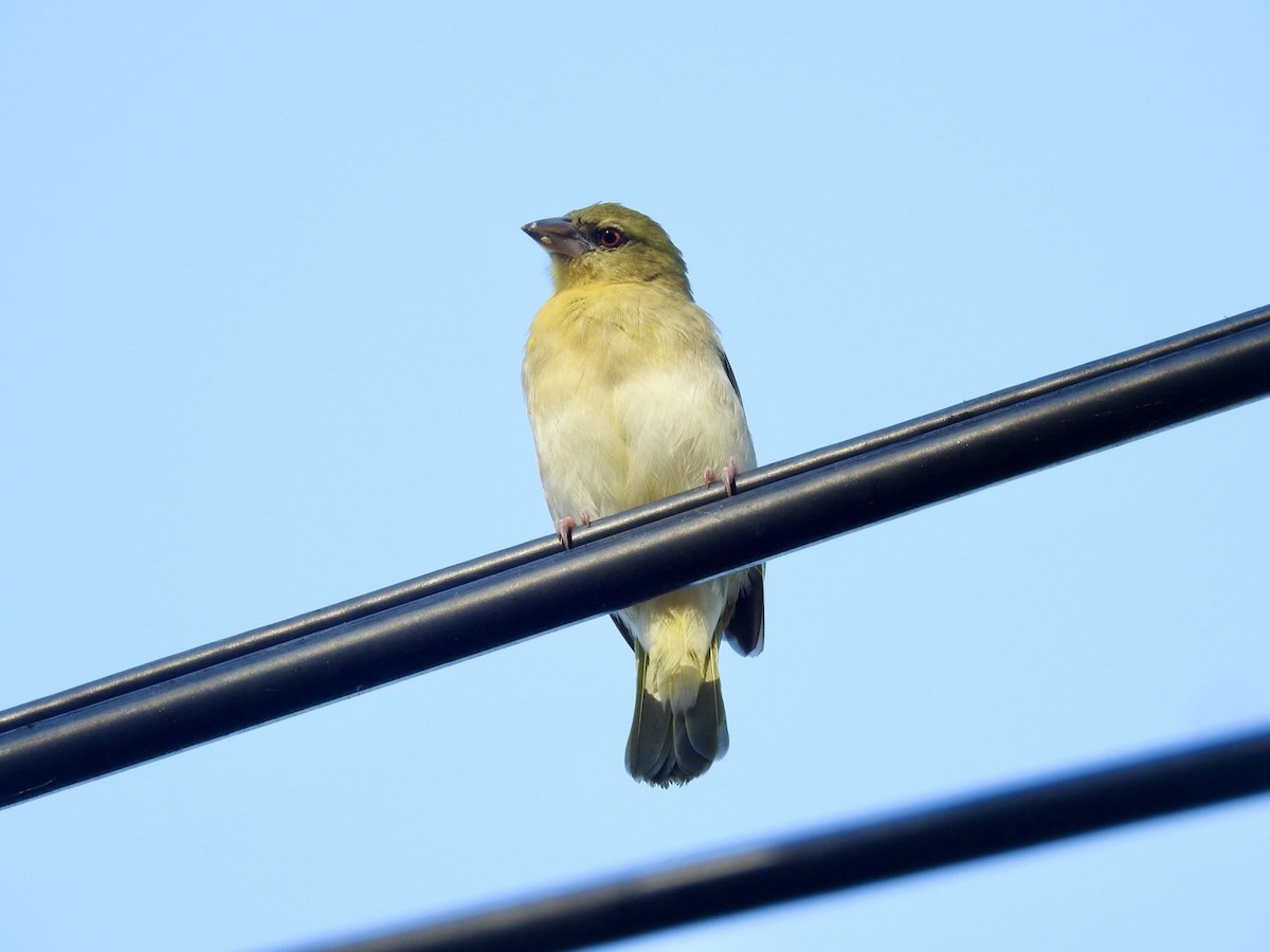 Village Weaver - ML618556625