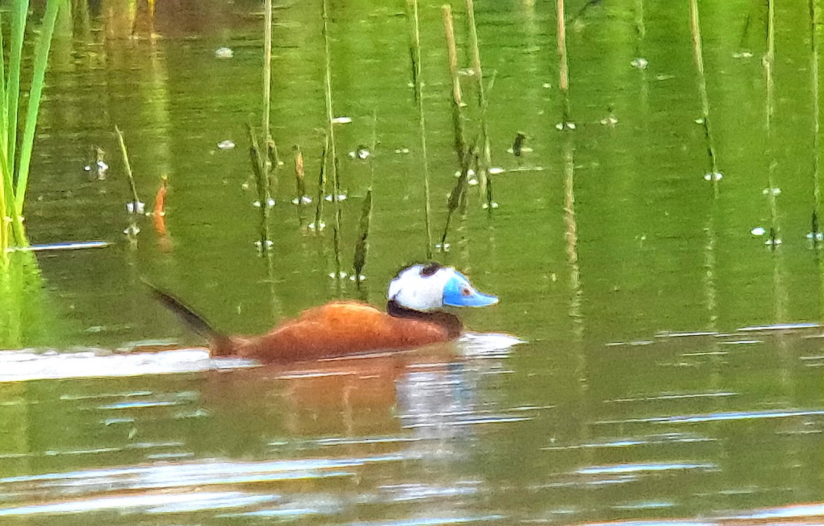 White-headed Duck - ML618556645