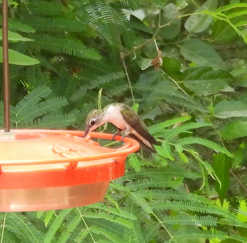 Ruby-throated Hummingbird - ML618556654