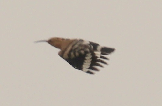 Eurasian Hoopoe - Edmund Bell