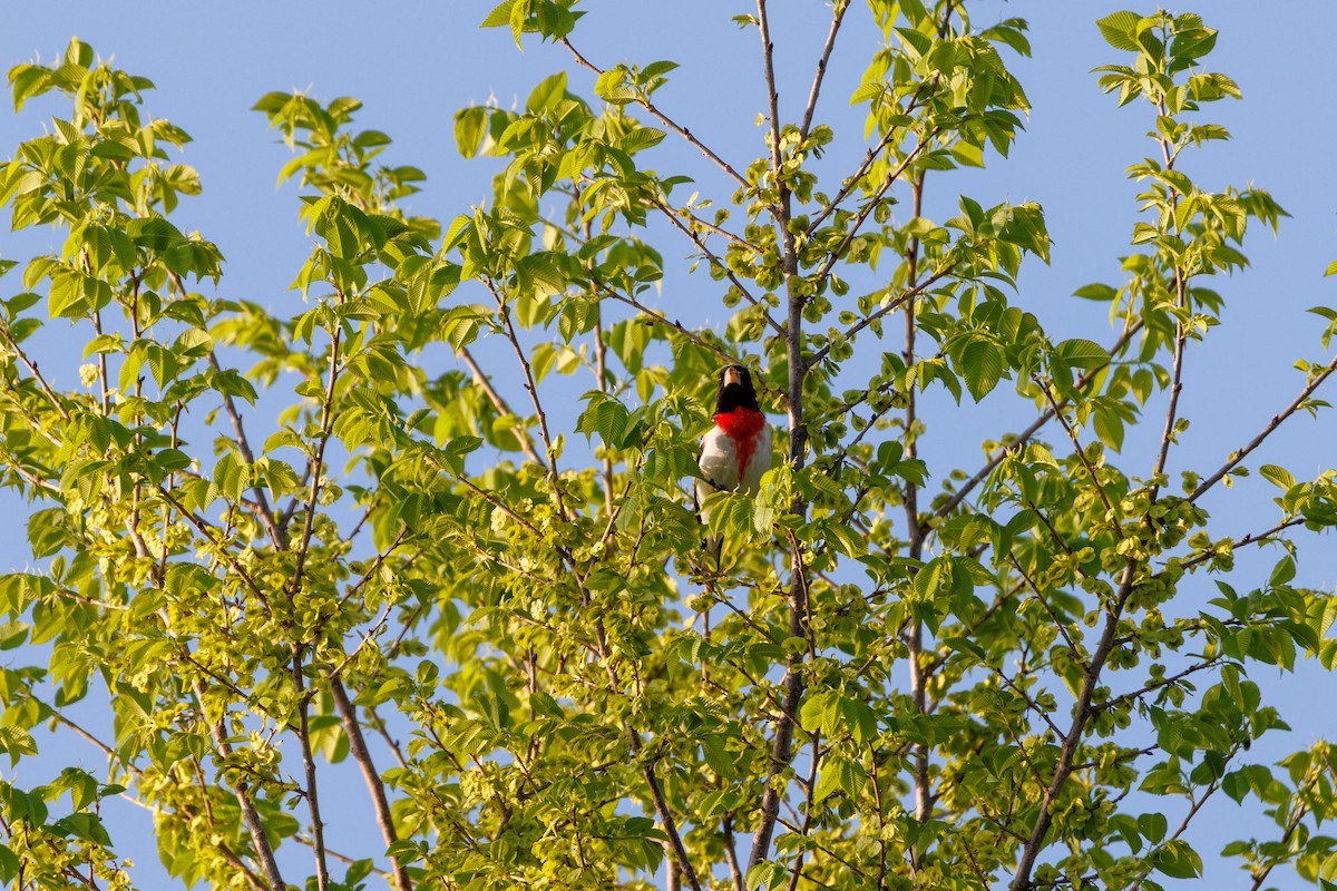 Rose-breasted Grosbeak - ML618556675