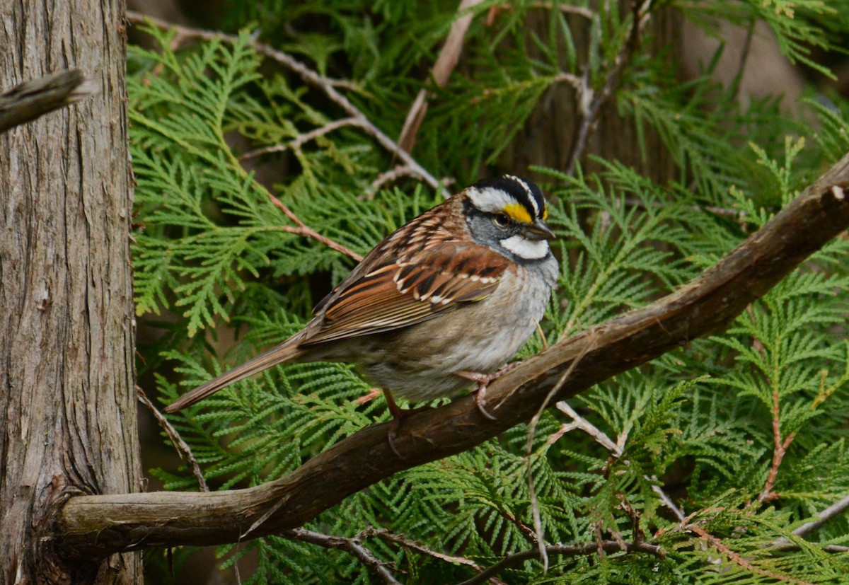 White-throated Sparrow - ML618556696