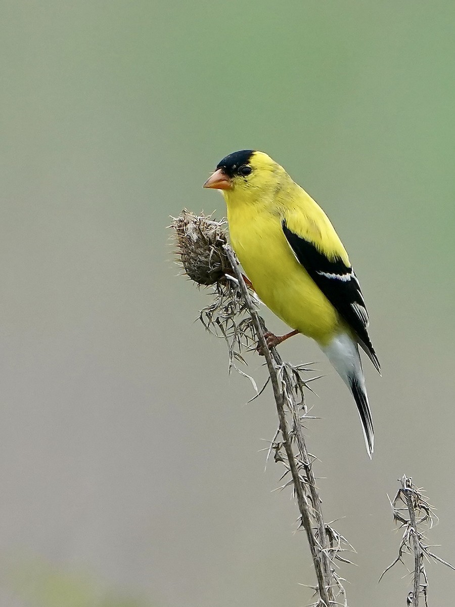 American Goldfinch - Lee Funderburg