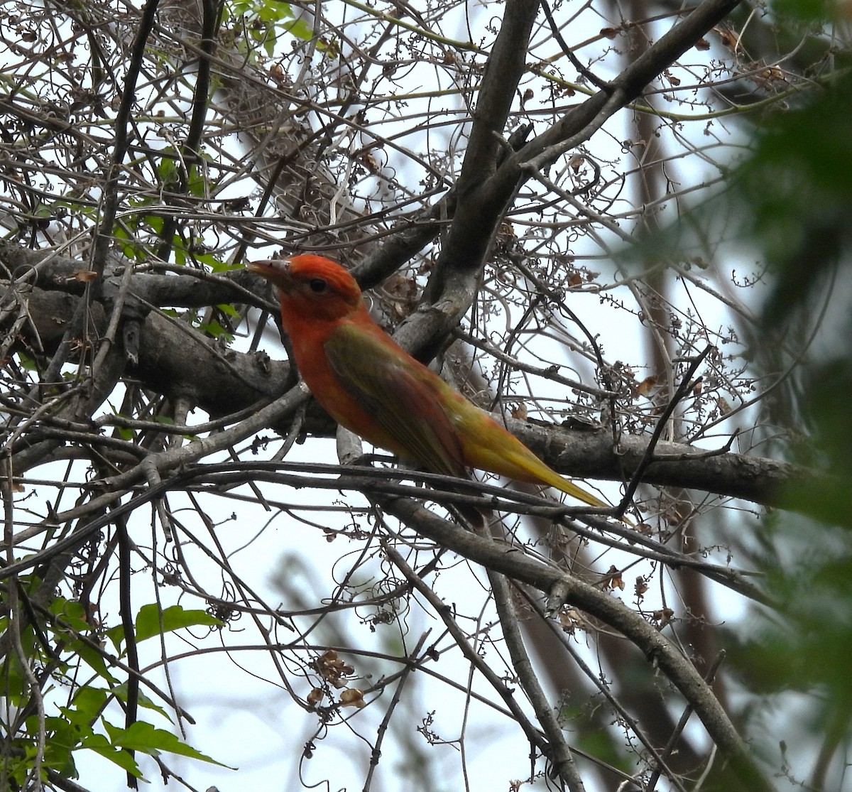 Summer Tanager - Derek Heins