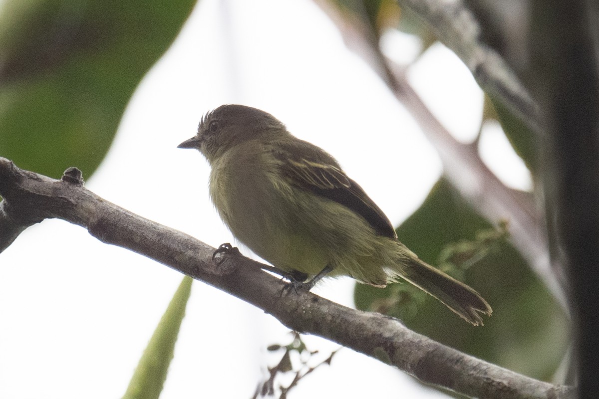 Slender-footed Tyrannulet - ML618556730