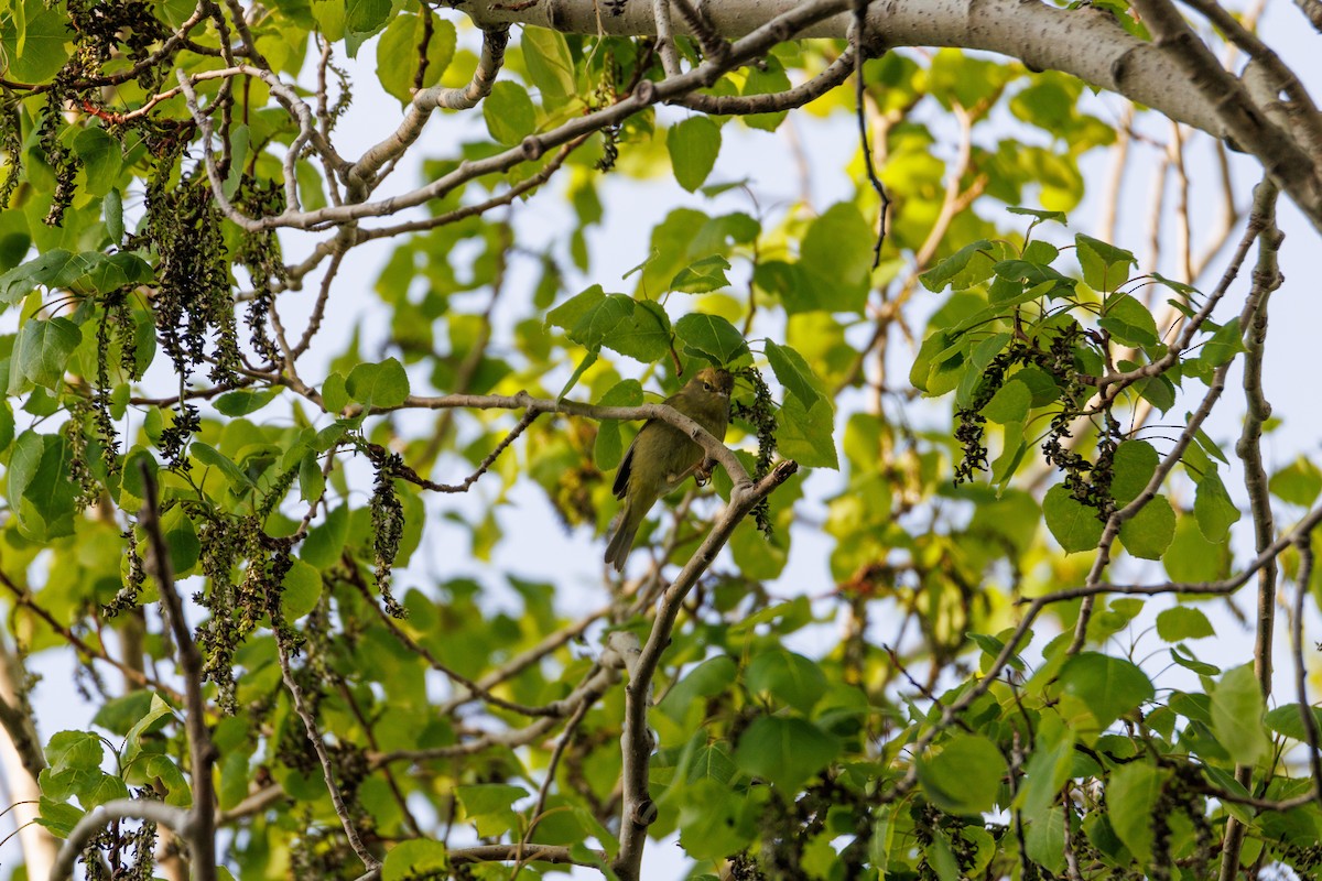 Orange-crowned Warbler - Ben Auwaerter