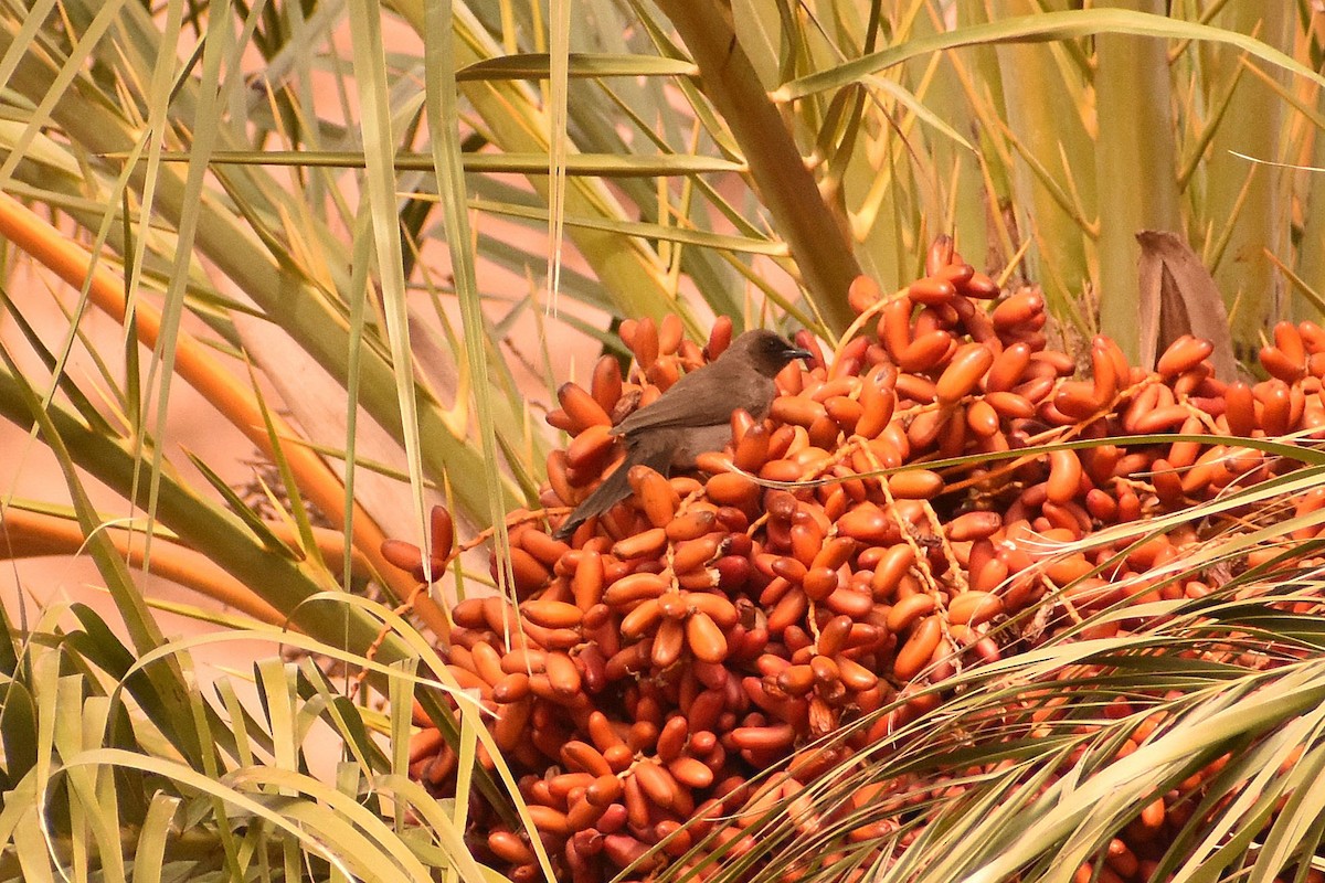 Common Bulbul - Aurora Varda