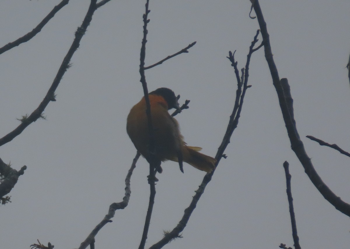 Baltimore Oriole - Simon Harvey