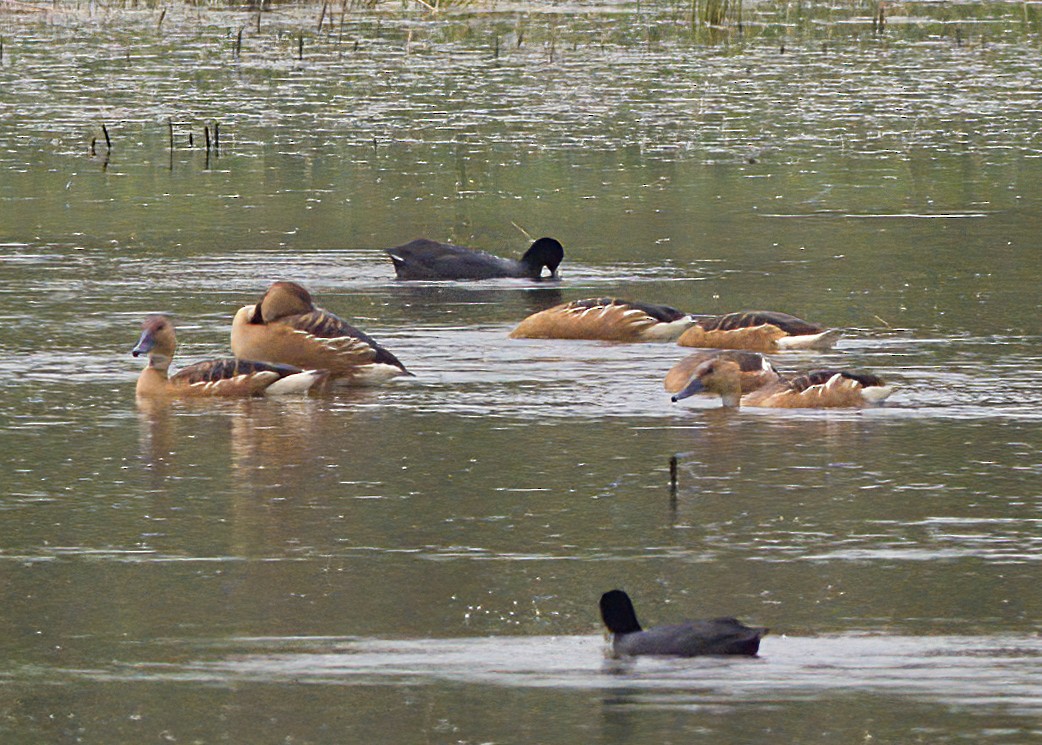 Fulvous Whistling-Duck - John Gluth