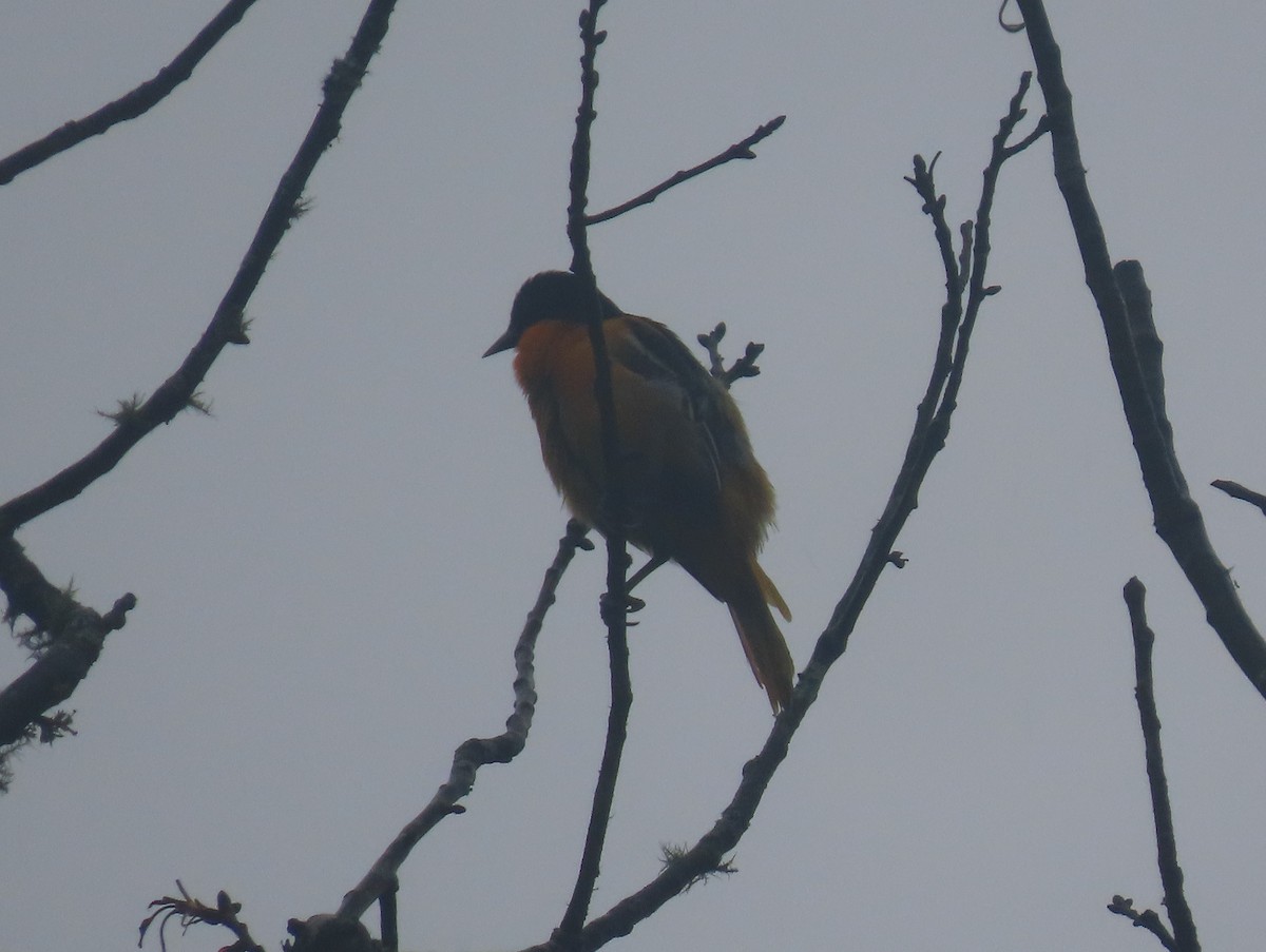 Baltimore Oriole - Simon Harvey