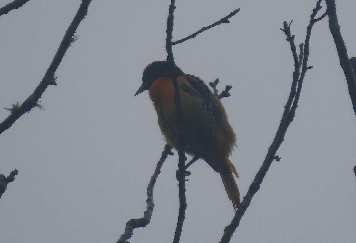 Baltimore Oriole - Simon Harvey