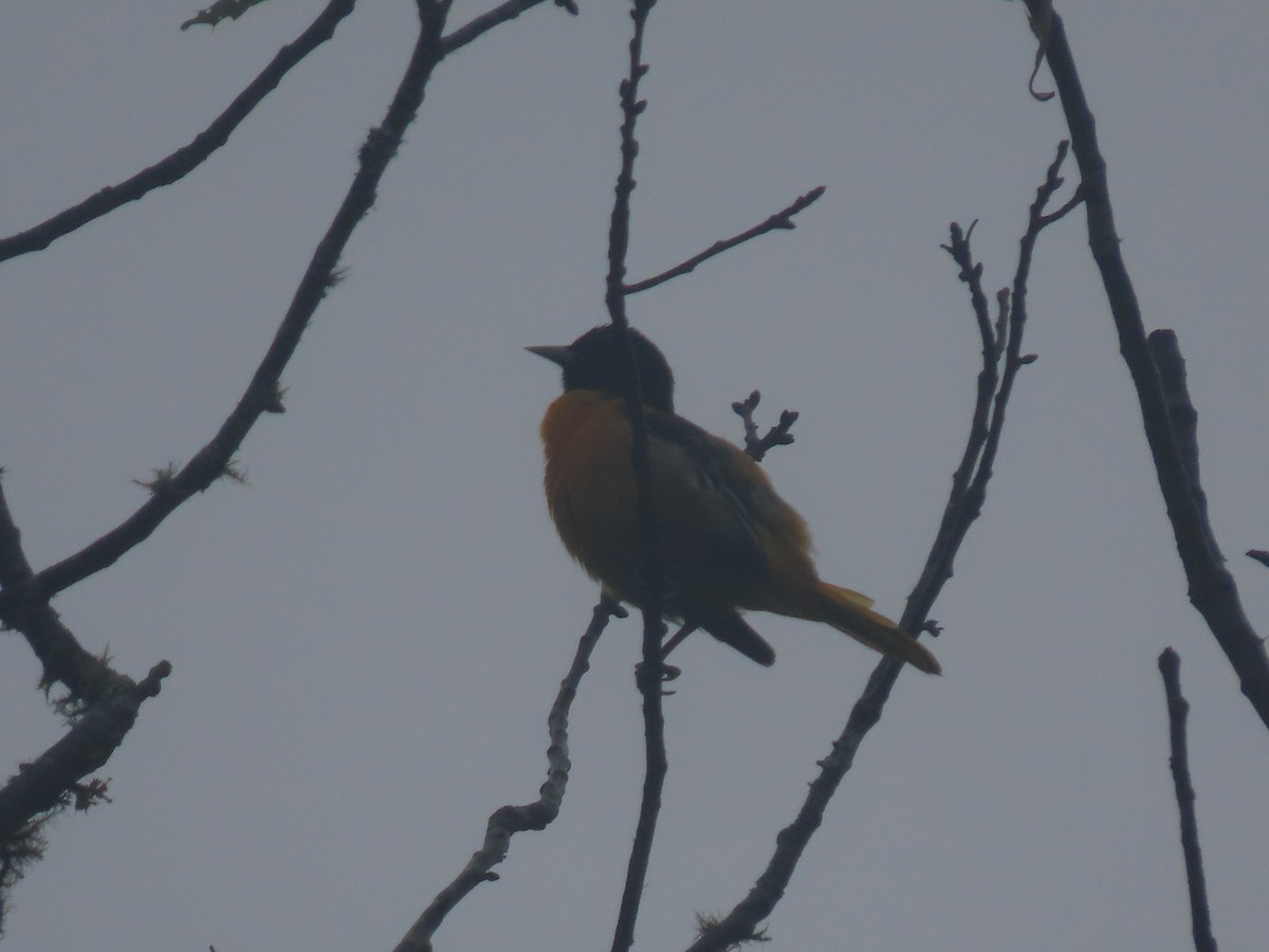 Baltimore Oriole - Simon Harvey