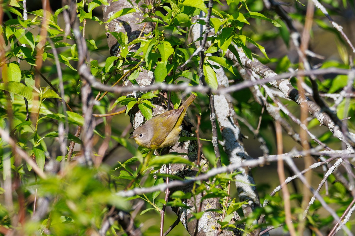 Nashville Warbler - ML618556835