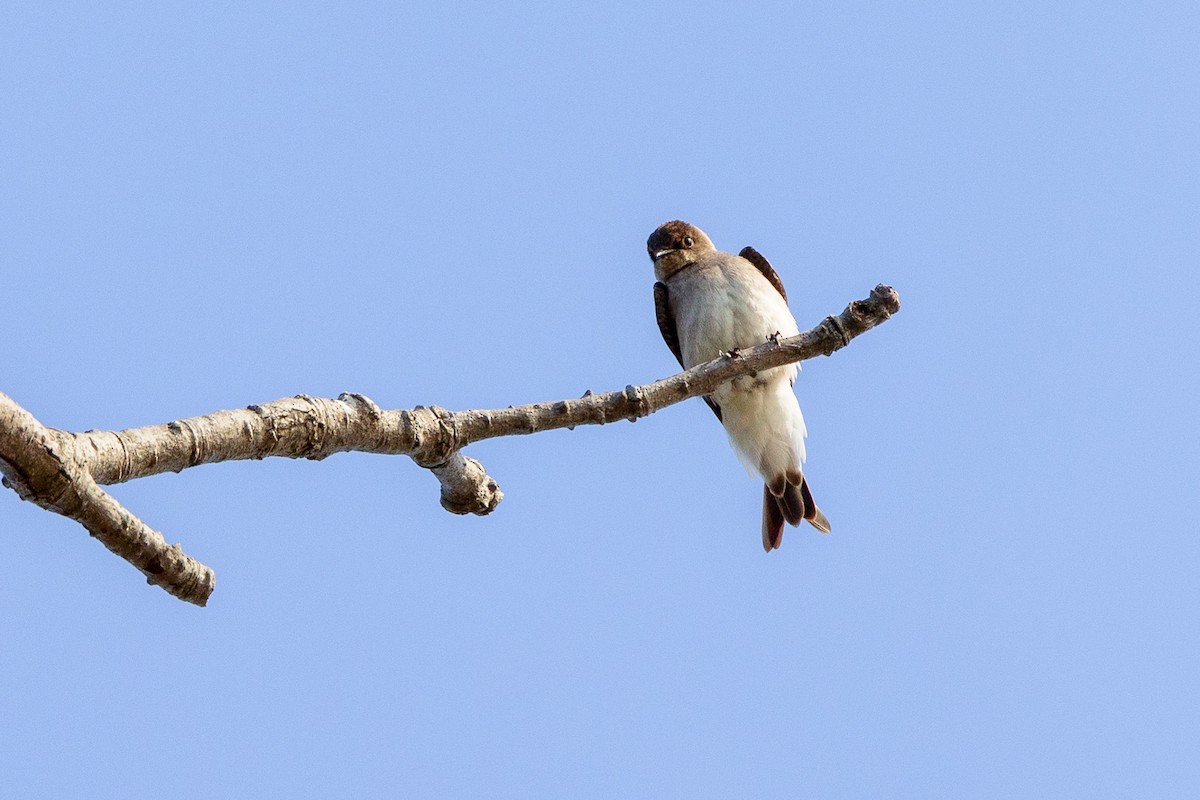 Northern Rough-winged Swallow - Lance Laack