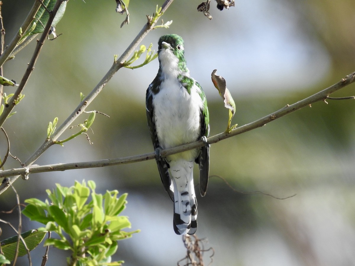 Klaas's Cuckoo - Nick Odio