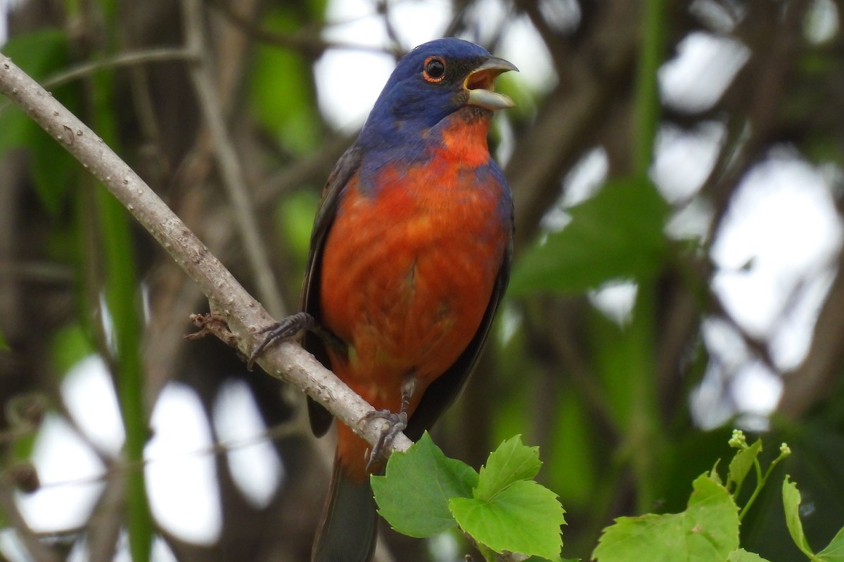 Painted Bunting - Eric Monaghen