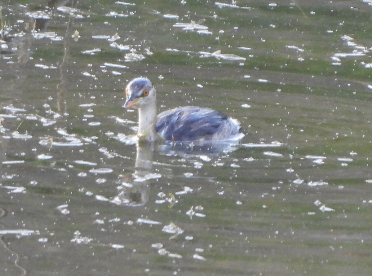 Little Grebe - ML618556961