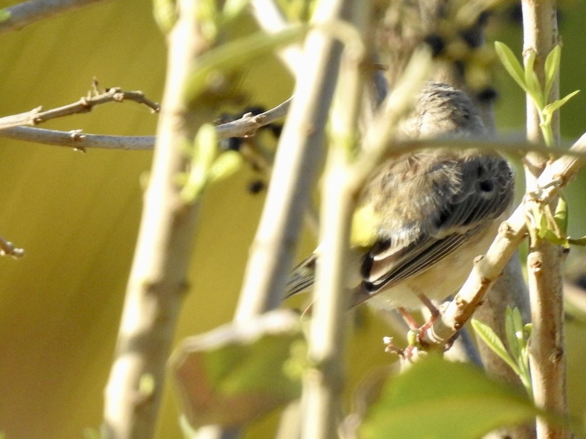 Lemon-breasted Seedeater - Nick Odio