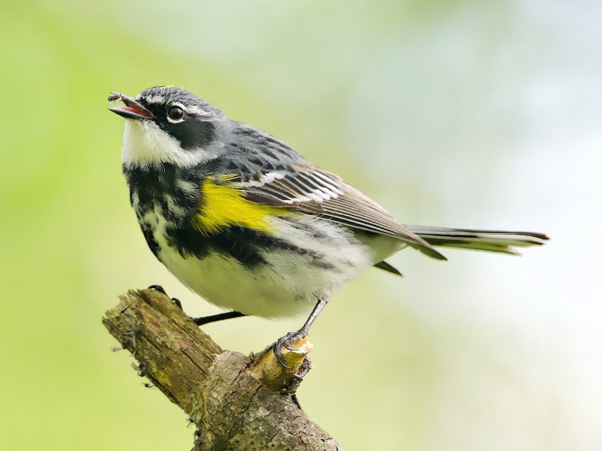 Yellow-rumped Warbler - ML618556984