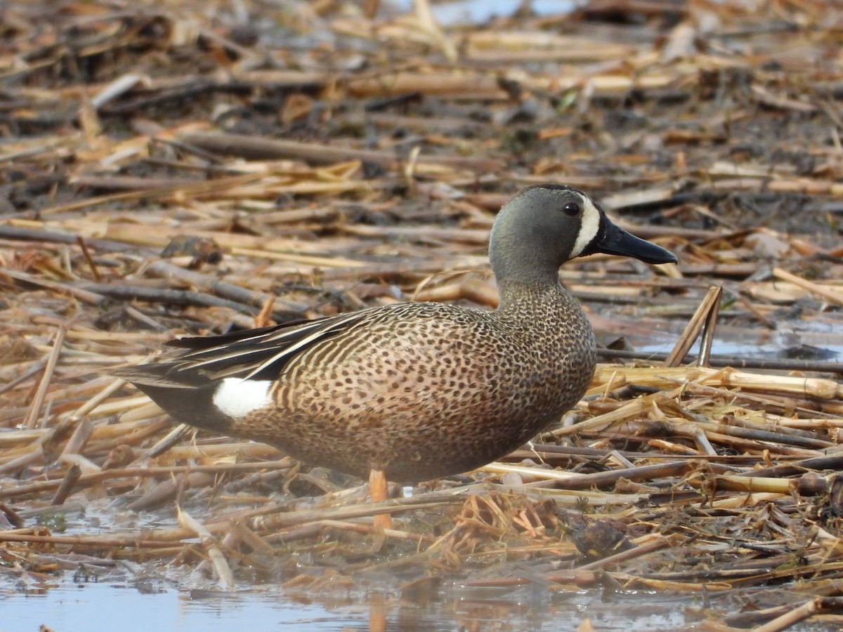 Blue-winged Teal - ML618556989