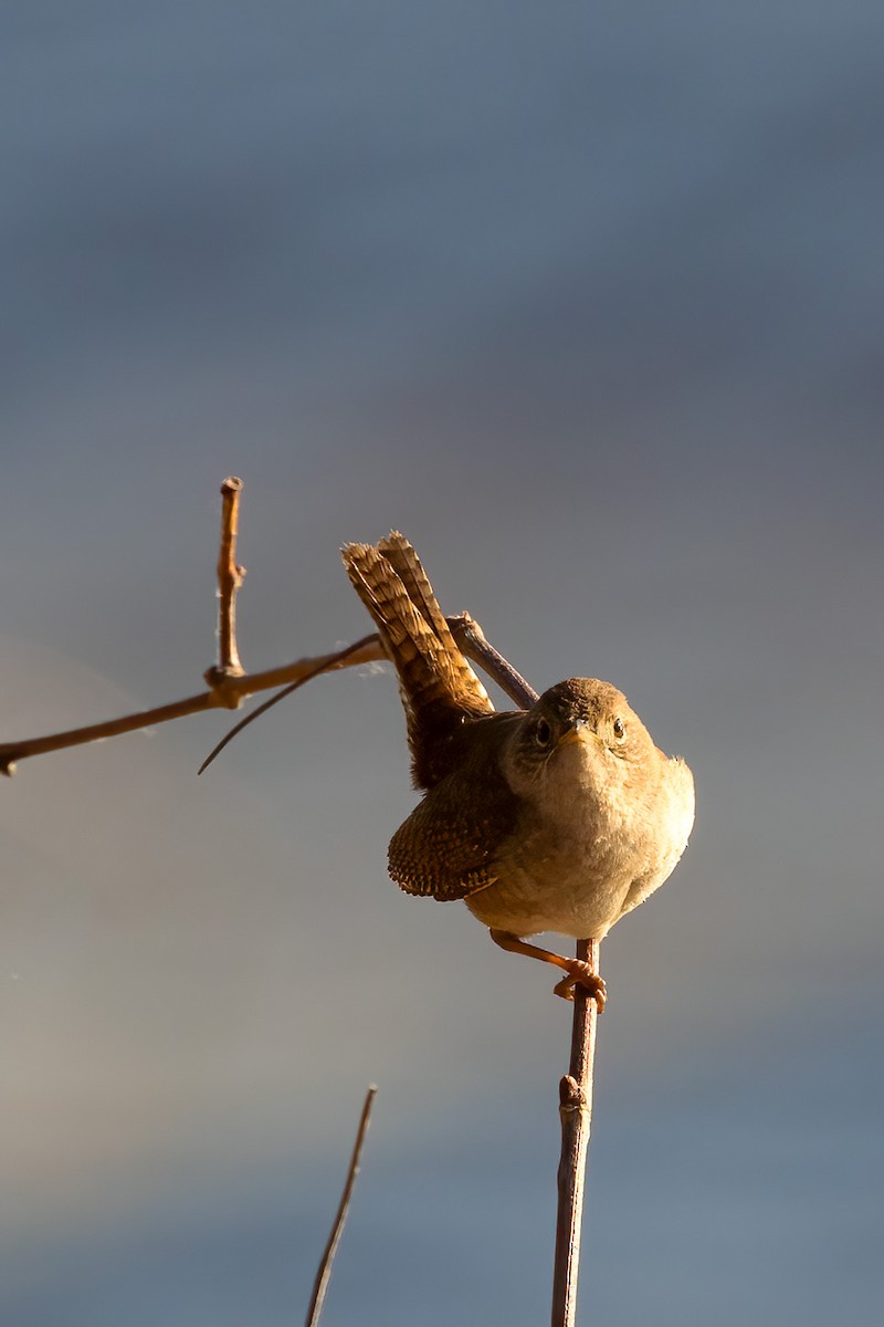 House Wren - ML618556992