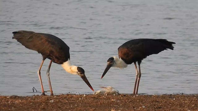 Asian Woolly-necked Stork - ML618557011