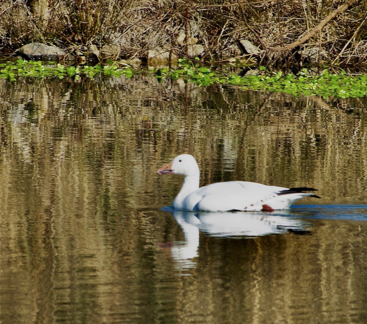 Oie des neiges - ML618557020