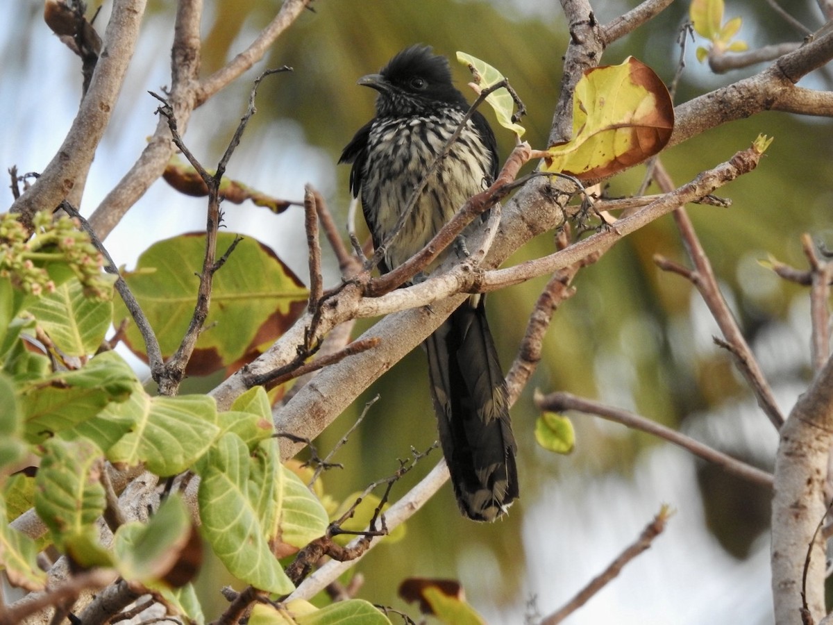 Levaillant's Cuckoo - Nick Odio