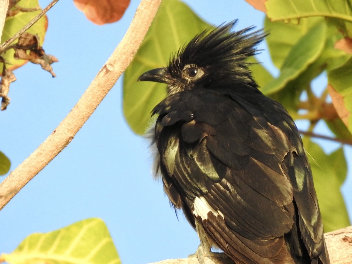 Levaillant's Cuckoo - Nick Odio