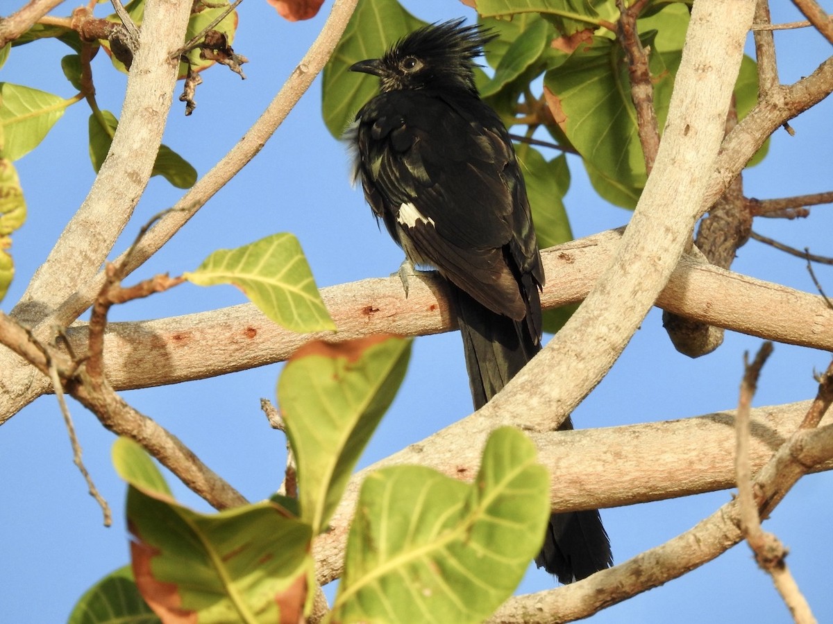 Levaillant's Cuckoo - Nick Odio