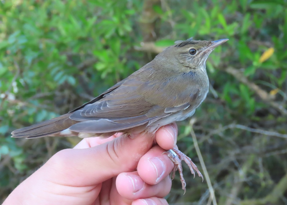 River Warbler - הלל נחמן